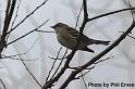 Yellow-rumped Warbler